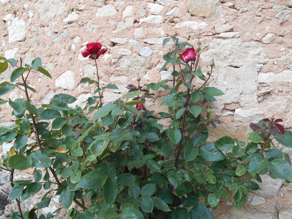 Le Mas Des Baux Bedoin Bagian luar foto